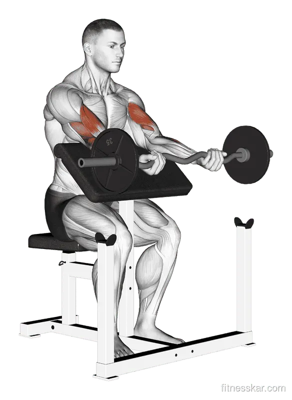 EZ-Bar Preacher Curl