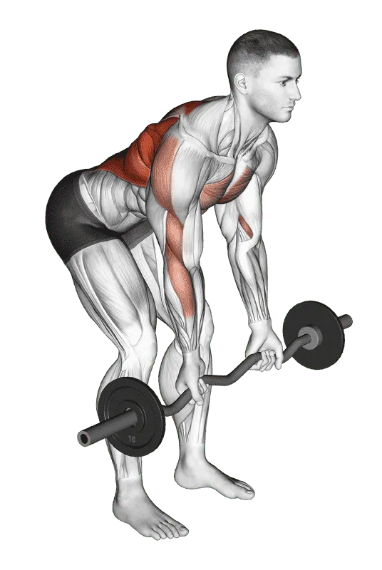 EZ-Bar Reverse Grip Bent-Over Row