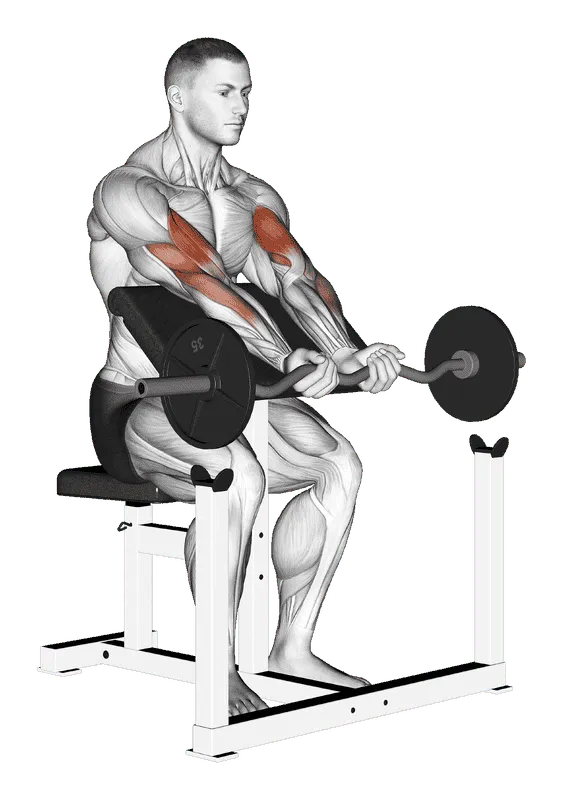 EZ Barbell Close-Grip Preacher Curl