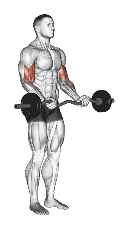 EZ Barbell Curl