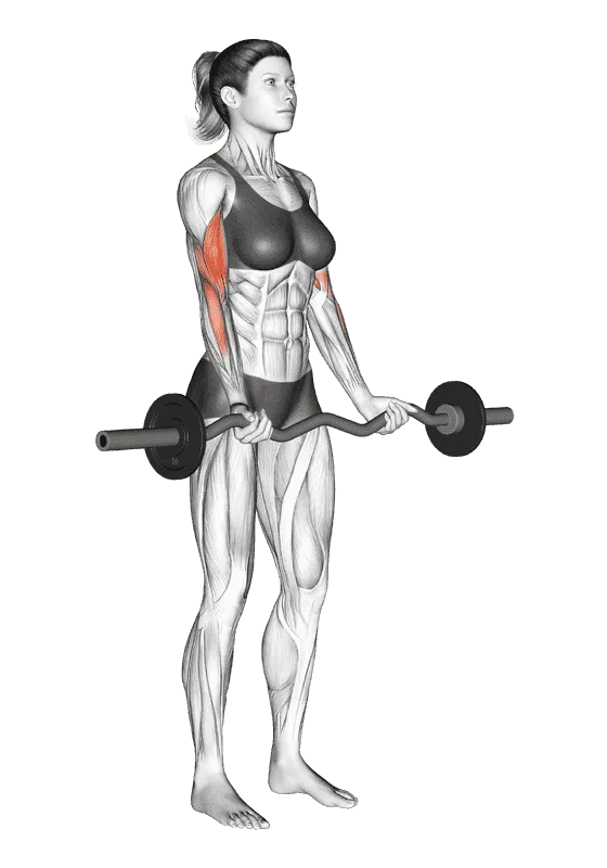EZ Barbell Curl, Female demonstration, Start