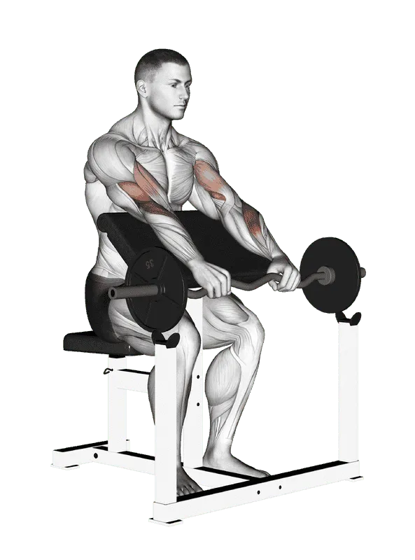 EZ Barbell Reverse-Grip Preacher Curl