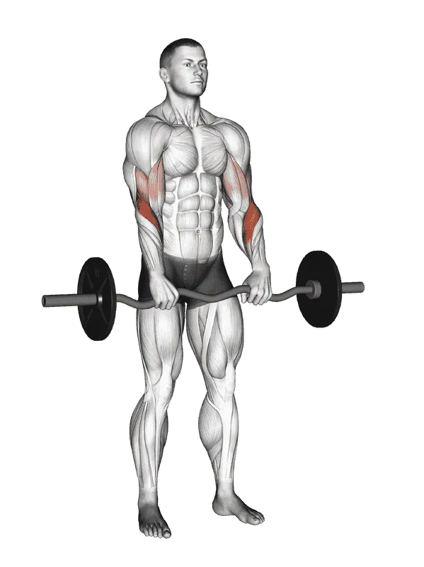 EZ Barbell Reverse Grip Curl