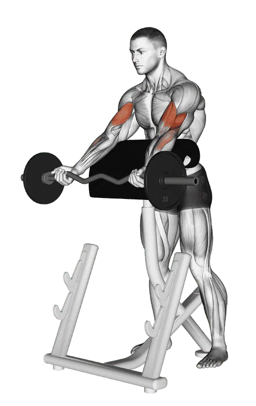 EZ Barbell Spider Curl