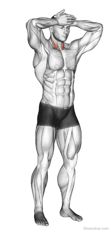 Front and Back Neck Stretch