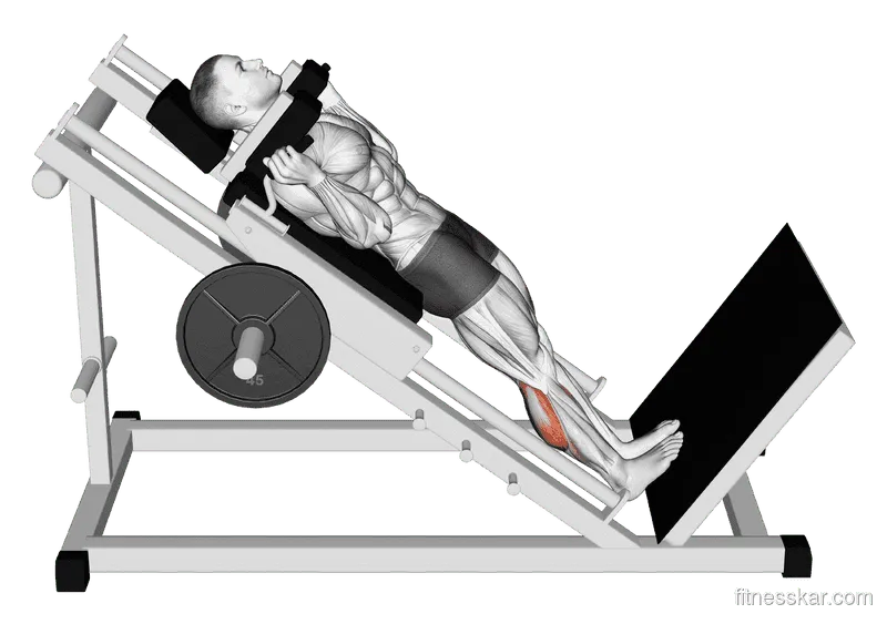 Hack Calf Raise, Male demonstration, Start