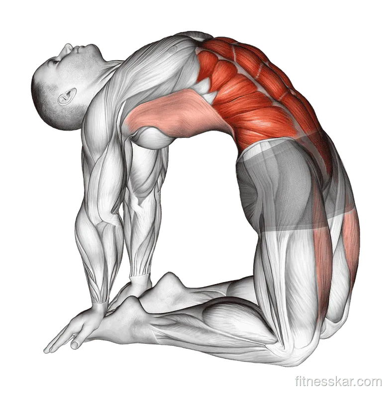 Hip Extension on Knees, Male demonstration, Start