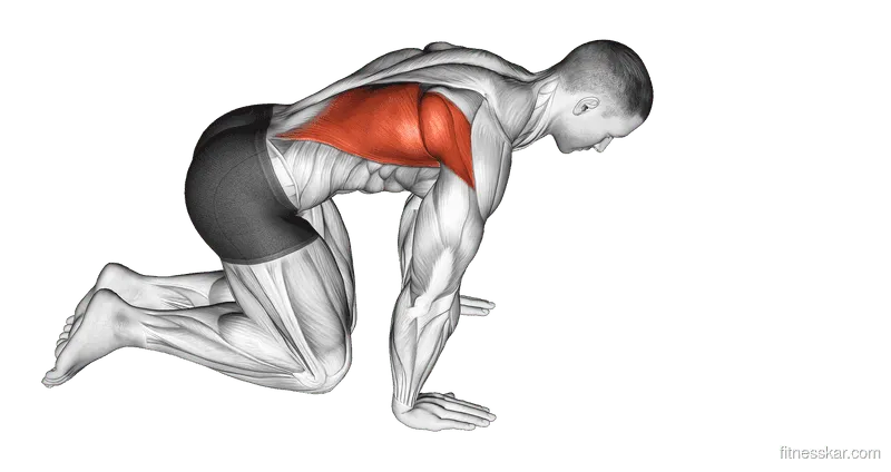 Kneeling Lat Stretch