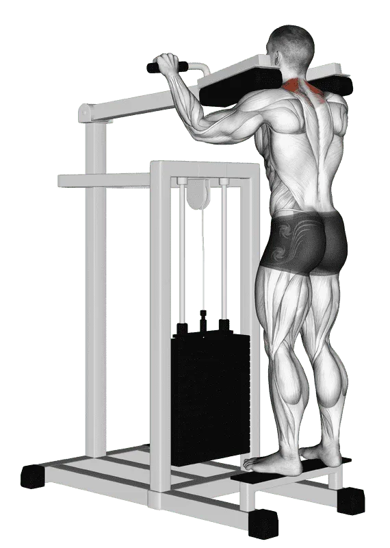 Lever Gripless Shrug
