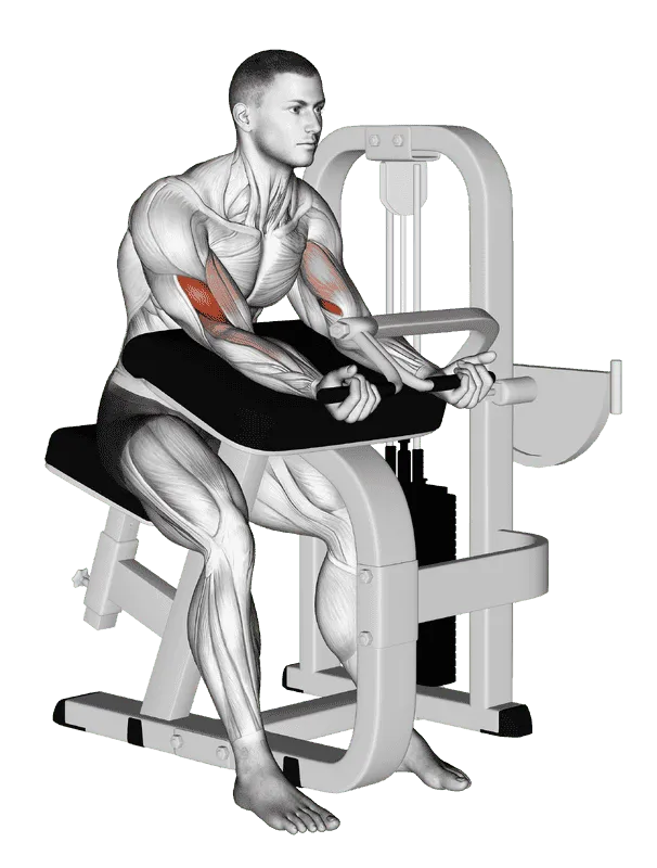 Lever Preacher Curl