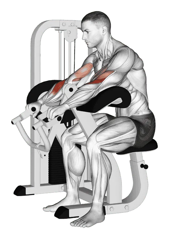 Lever Reverse Grip Preacher Curl
