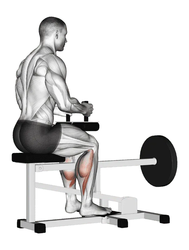 Lever Seated Calf Raise (Plate-Loaded)