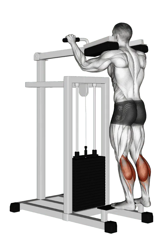 Lever Standing Calf Raise