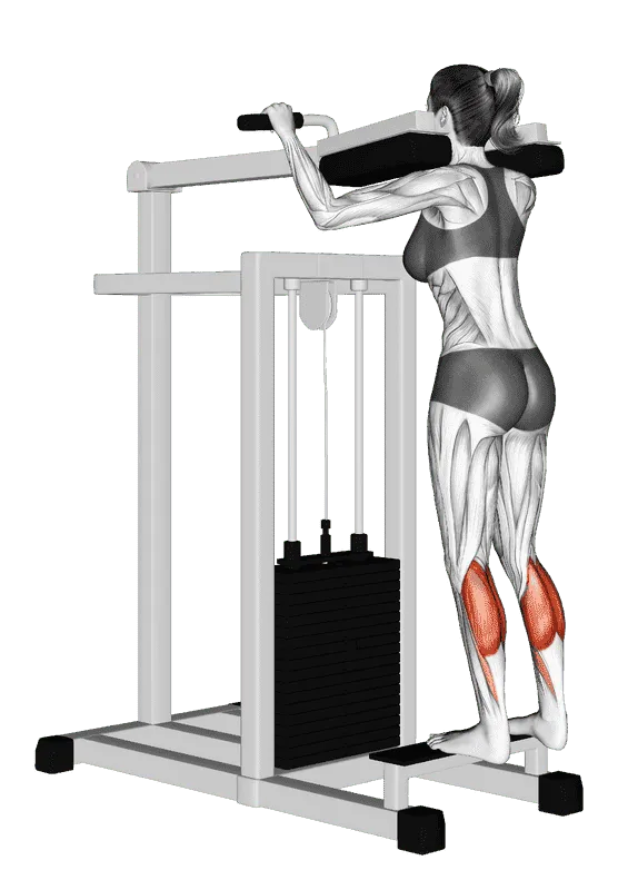 Lever Standing Calf Raise, Female demonstration, Start