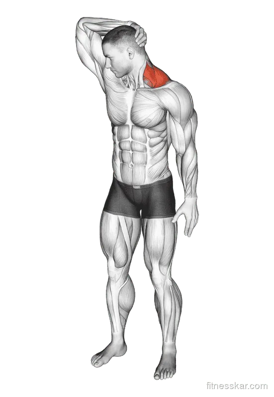 Neck Extensor and Rotational Stretch, Male demonstration, Start