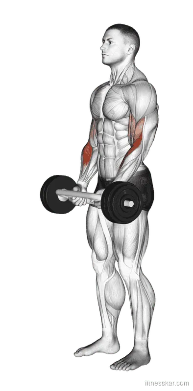 Olympic Barbell Hammer Curl