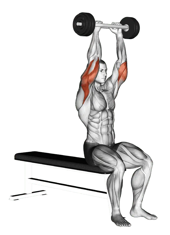 Olympic Barbell Triceps Extension