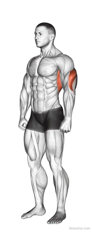 Overhead Triceps Stretch, Male demonstration, Start
