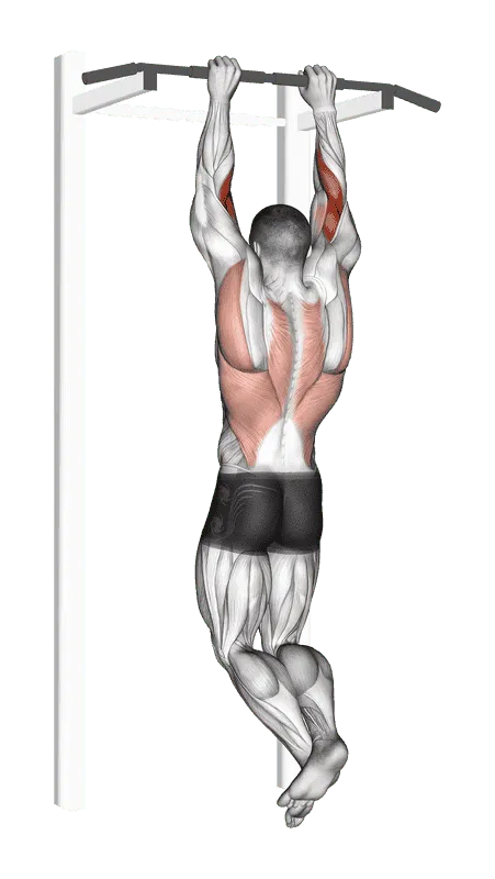 Pull-Up (Brachialis Focus)