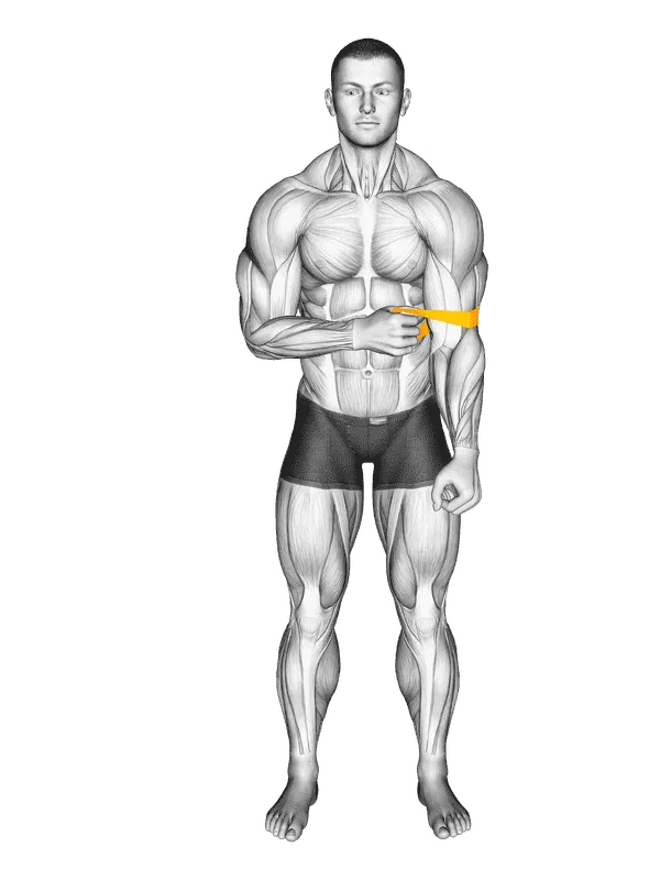 Resistance Band External Rotation