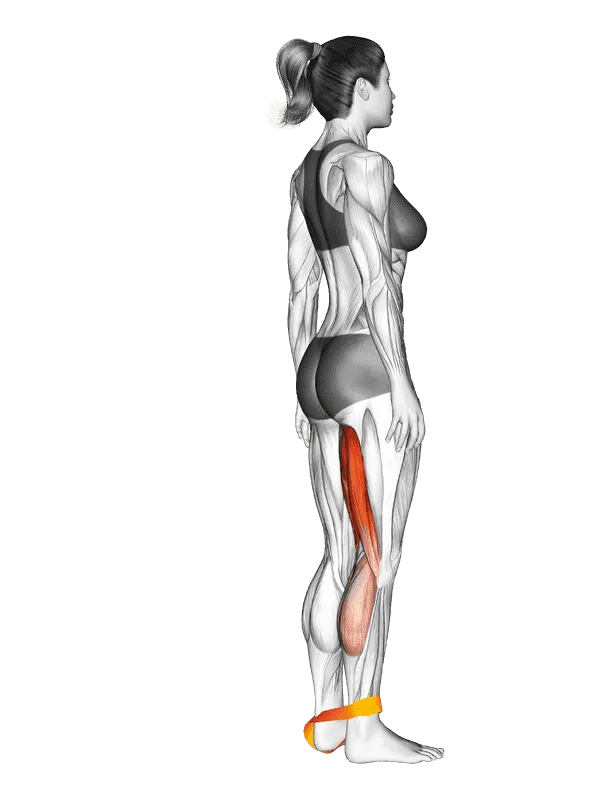 Resistance Band Leg Curl, Female demonstration, Start