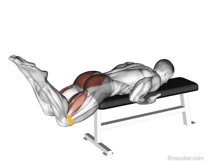 Resistance Band Reverse Hyperextension