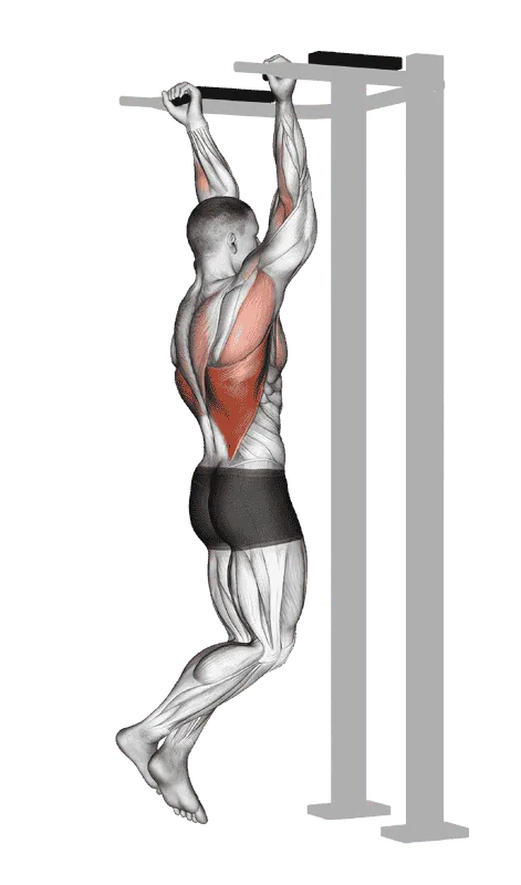 Reverse Grip Pull-Up