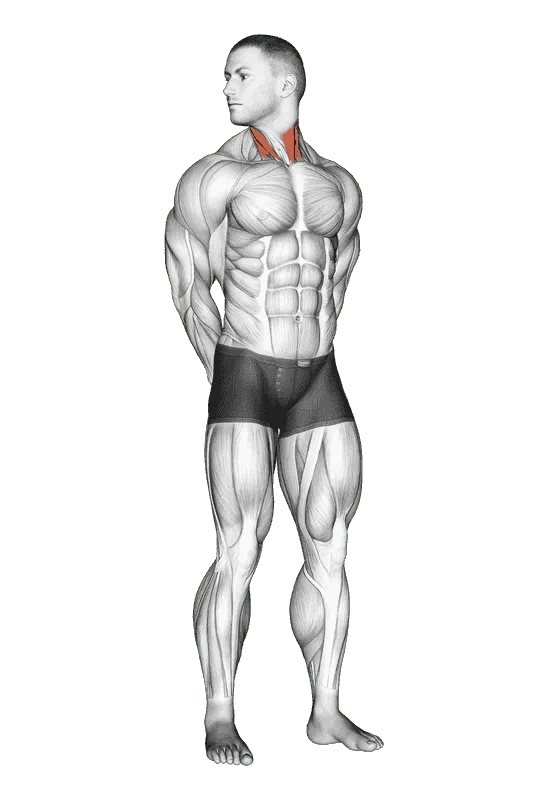 Rotating Neck Stretch