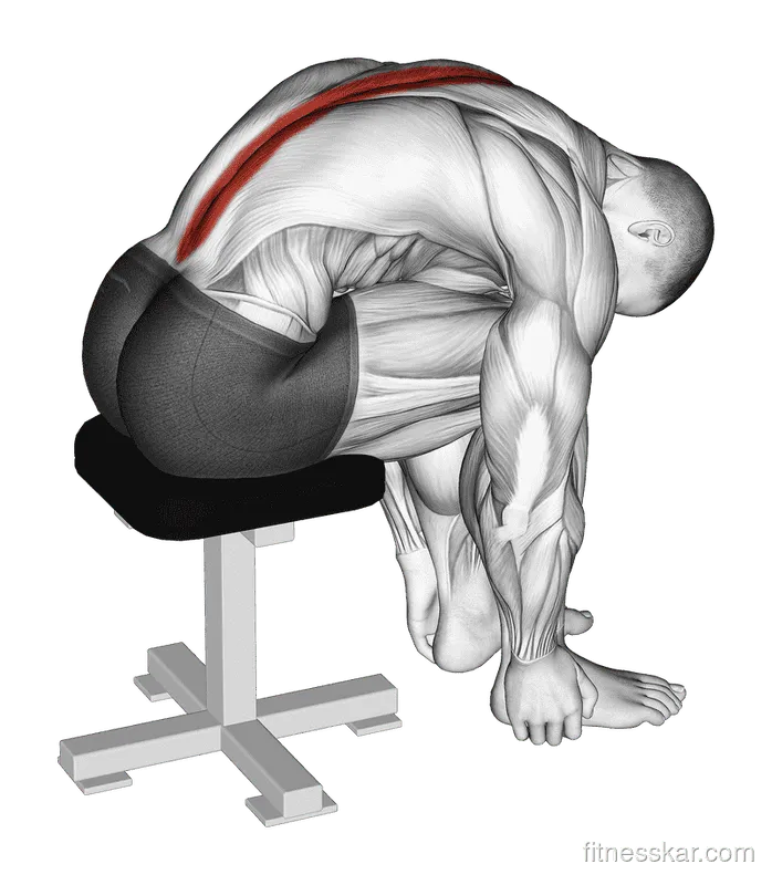 Sitting Lower Trunk Extensor Stretch