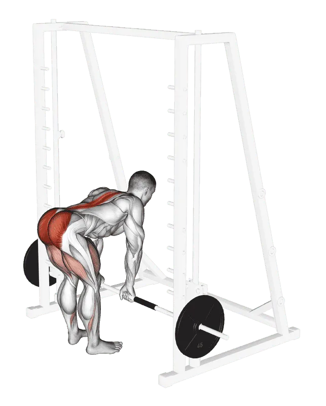 Smith Machine Deadlift, Male demonstration, Start