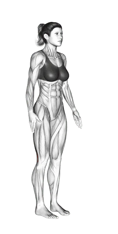 Standing Hamstring Stretch