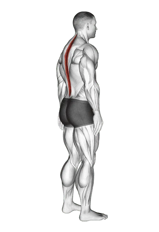 Standing Pelvic Tilt, Male demonstration, Start