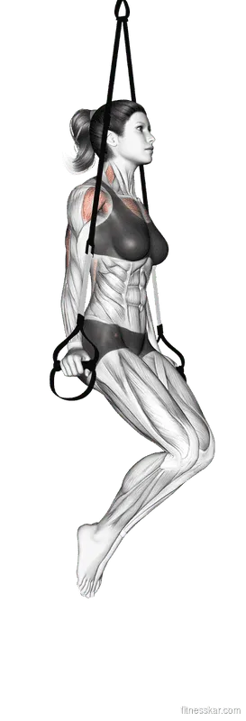 Suspended Triceps Dip, Female demonstration, Start