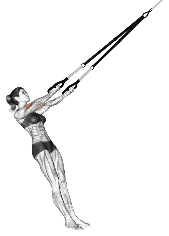 Suspender Arm Curl