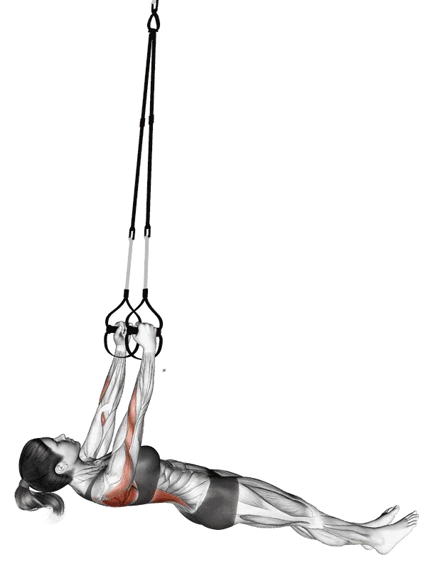 Suspender Inverted Row