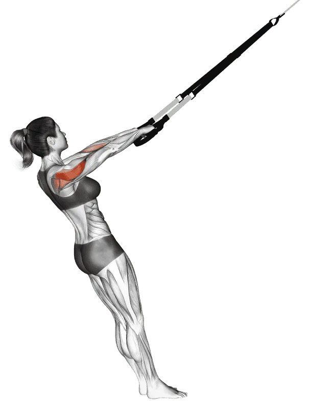 Suspender Rear Delt Row