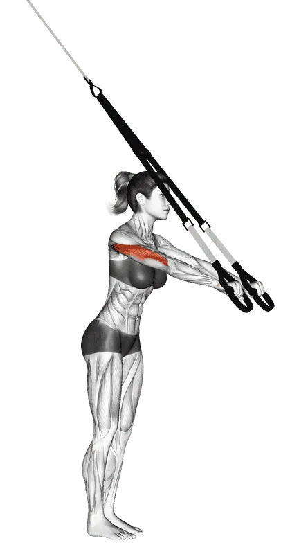 Suspender Triceps Extension