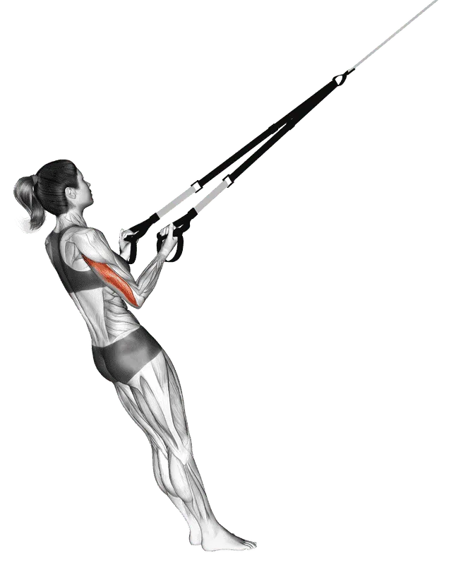 Suspender Triceps Kickback, Female demonstration, Start