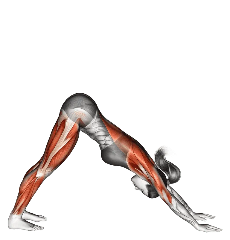 Triangle Pose (Trikonasana)