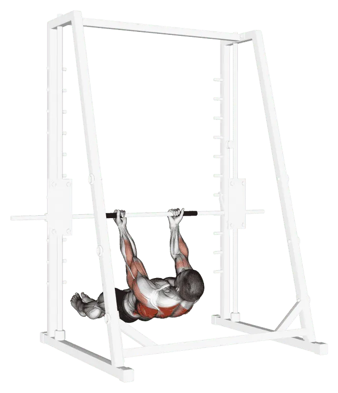 Underhand Grip Inverted Back Row