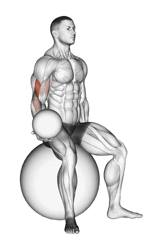 Weighted Seated Bicep Curl (on stability ball)