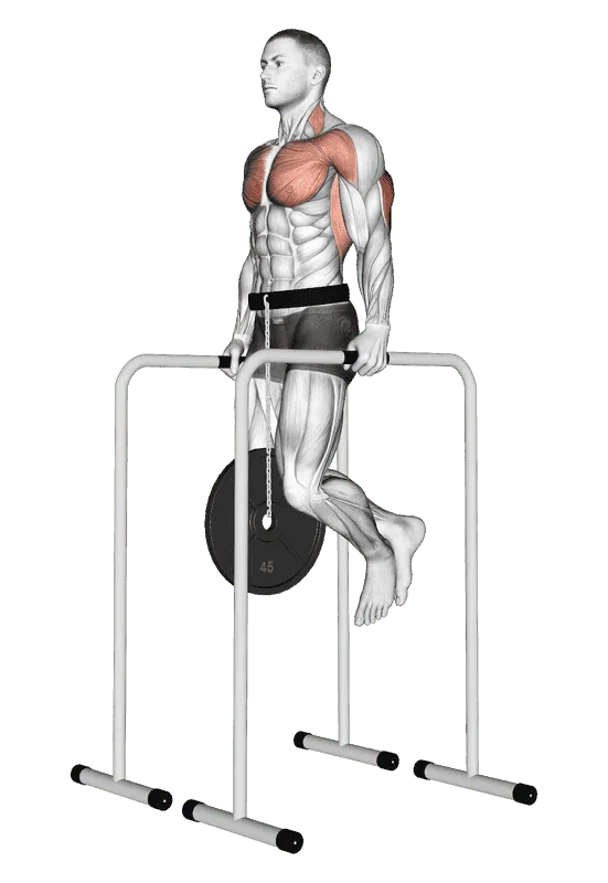 Weighted Triceps Dip on High Parallel Bars