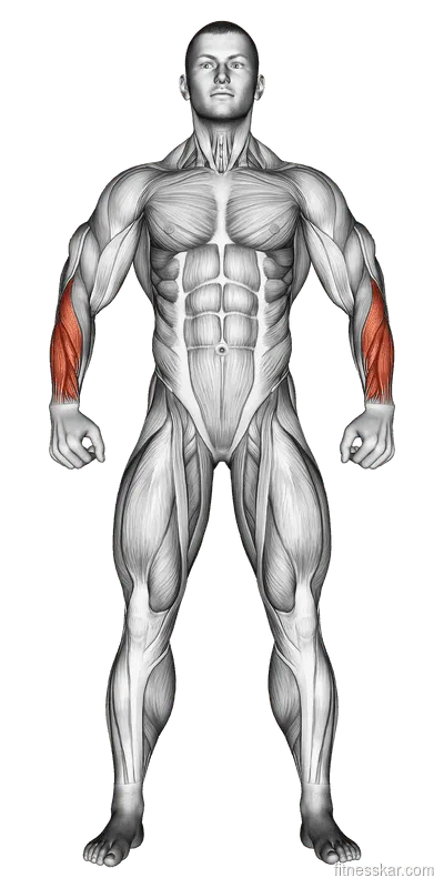 Wrist Extensor Stretch, Male demonstration, Start