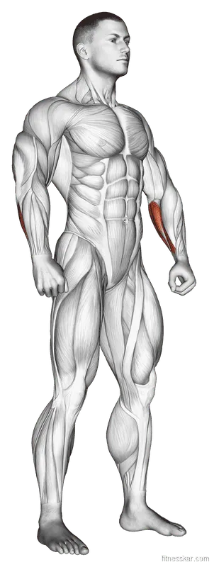 Wrist Flexor Stretch, Male demonstration, Start